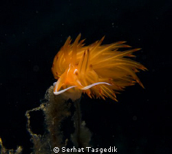 Canon G9  YS 110 strobe by Serhat Tasgedik 